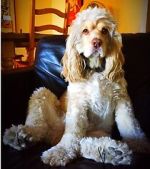 Watch War Dogs: America\'s Forgotten Heroes 123moviesFree