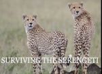 Watch Surviving the Serengeti 123moviesFree