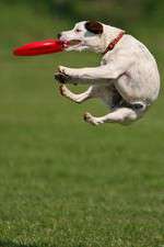 Watch Dogs 101: New Tricks 123moviesFree