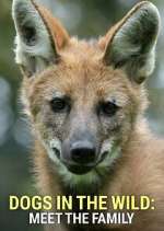 Watch Dogs in the Wild: Meet the Family 123moviesFree