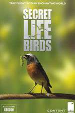 Watch Iolo's Secret Life of Birds 123moviesFree
