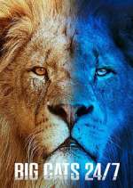 Watch Big Cats 24/7 123moviesFree