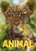 Watch Animal 123moviesFree