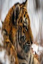 Watch Operation Snow Tiger 123moviesFree