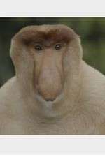 Watch Wildest Islands of Indonesia 123moviesFree